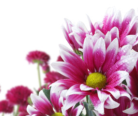 Wall Mural - beautiful flowers