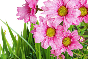 Wall Mural - beautiful flowers