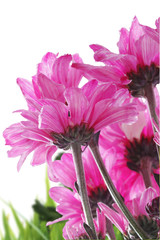 Wall Mural - beautiful flowers