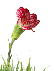 Wall Mural - beautiful flowers