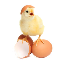 Fototapete - Cute chicken with eggs