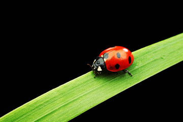 Canvas Print - ladybug on grass