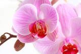 Fototapeta Storczyk - Image of orchid flower