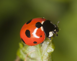 Sticker - Ladybug sitting on leaf, macro photo