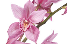 Beautiful Pink Orchid