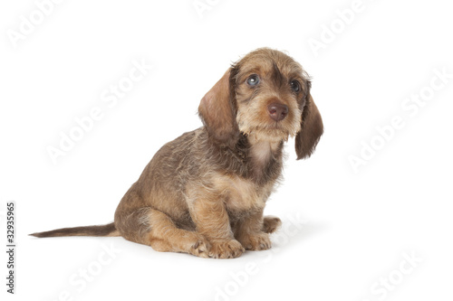 Wire Haired Dachshund Puppy Buy This Stock Photo And Explore