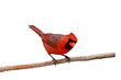 bright red male cardinal on a branch
