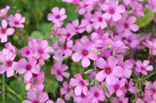ピンクのムラサキカタバミの花 Stock Photo Adobe Stock