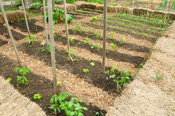 Wall Mural - Vegetable Garden