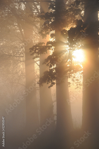 Obrazy mgła  oszalamiajaco-mglisty-krajobraz