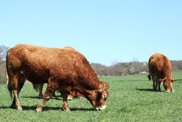 Wall Mural - Grazing Limousin Bull Beef Cattle