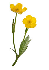 Sticker - two yellow buttercup flowers