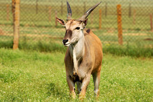 Antelope Eland