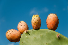Plant And Fruits Of Prickly Pears In Sardinia