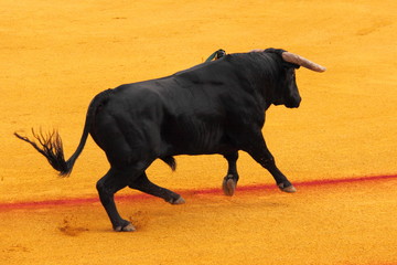 Corrida, Séville