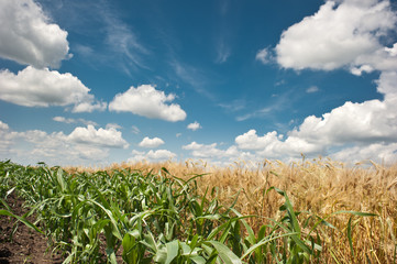 Wall Mural - corn and wheat field