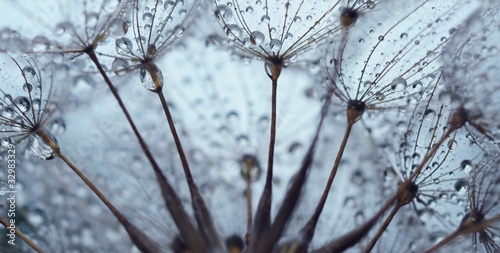 Obraz w ramie Dandelion seed with drops