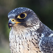 portrait of falcon