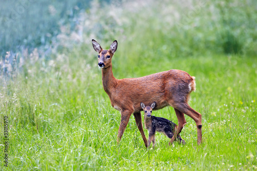 Fotografía doe with very young fawn, Capreolus capreolus