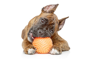 Canvas Print - Germany Boxer puppy bites ball