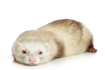 Canvas Print - Ferret on a white background