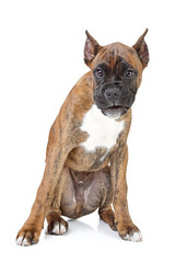 Canvas Print - Boxer puppy on a white background