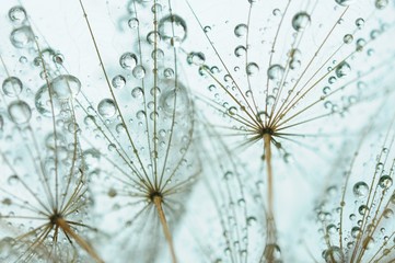 Fototapete - Dandelion seed with drops