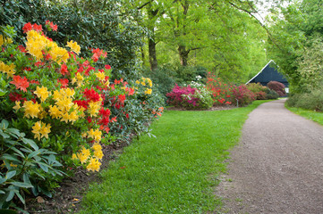 Wall Mural - rhododendrons in a park