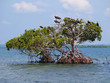 Mangrove tree in the water with seabirds Magnificent Frigatebird, Caribbean sea, Bocas del Toro, Panama, Central America