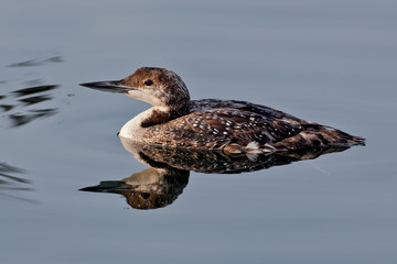 Wall Mural - Common Loon (Gavia immer)