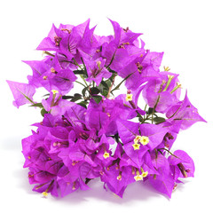 Sticker - bougainvillea