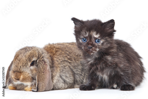 Obraz w ramie Kitten and rabbit on white