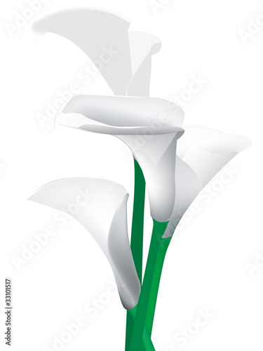 nazwa-obrazu-ilustracja-wektorowa-lilii-calla