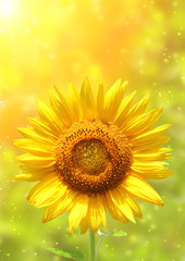 Poster - Sunflower