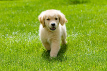 Puppy Running Outside