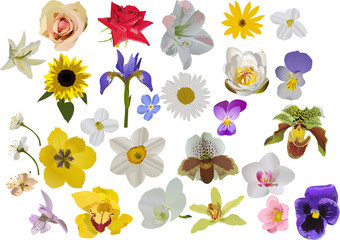 Poster - large set of isolated flowers