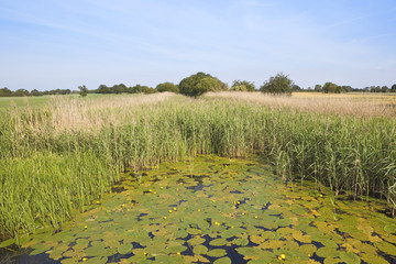 Wall Mural - marsh landscape