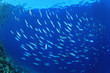 Shoal of Fish: Red Sea Fusiliers in blue water