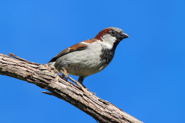 Sticker - House Sparrow With Blue Sky