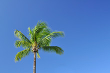 Lone Palm Tree With Blue Sky