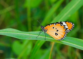 Wall Mural - orange butterfly wings.