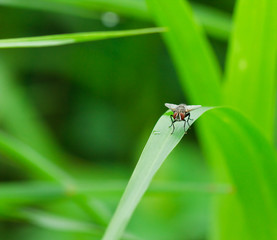 Wall Mural - fly on the grass.