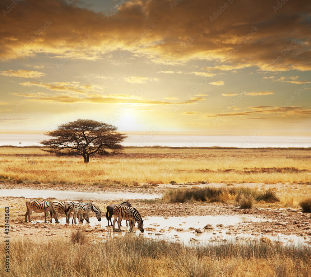safari