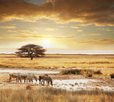 Fototapeta Zwierzęta - Safari
