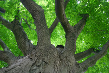 Tree Canopy From Below Free Stock Photo Public Domain Pictures