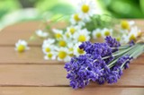 Fototapeta Lawenda - lavender and chamomile