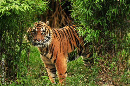 Fotografía Scary tiger looking from the dark forests
