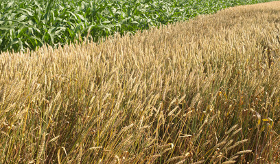 Wall Mural - corn and wheat field