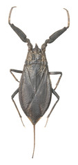 Wall Mural - Water scorpion isolated on white background