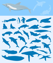 Sea mammals2